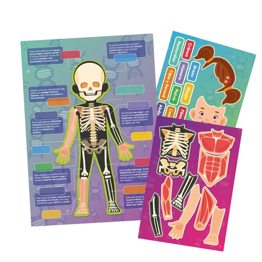 Laminas Huesos y Músculos